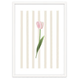 Single Tulip thumbnail