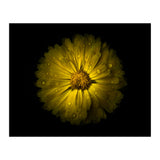 Backyard Flowers No 10 Color Version (Print Only) thumbnail