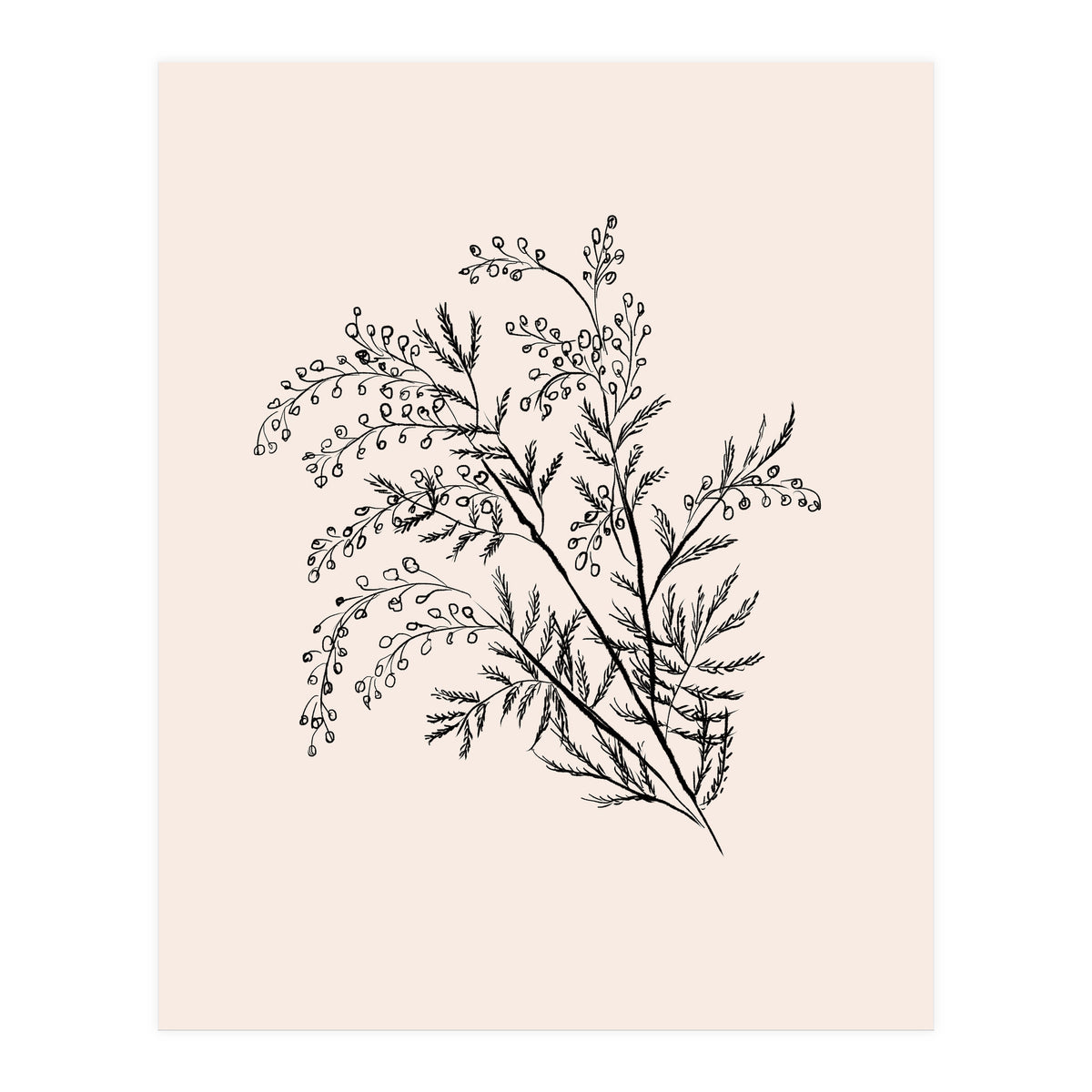 Acacia Botanical illustration (Print Only)