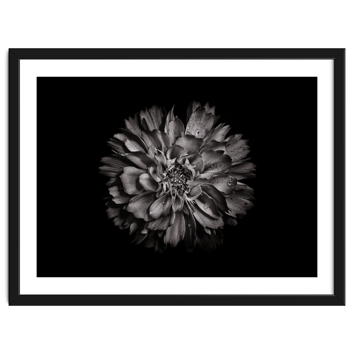 Backyard Flowers In Black And White No 79