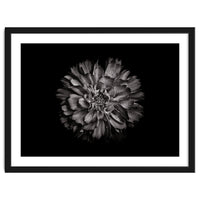 Backyard Flowers In Black And White No 79