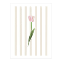 Single Tulip (Print Only)