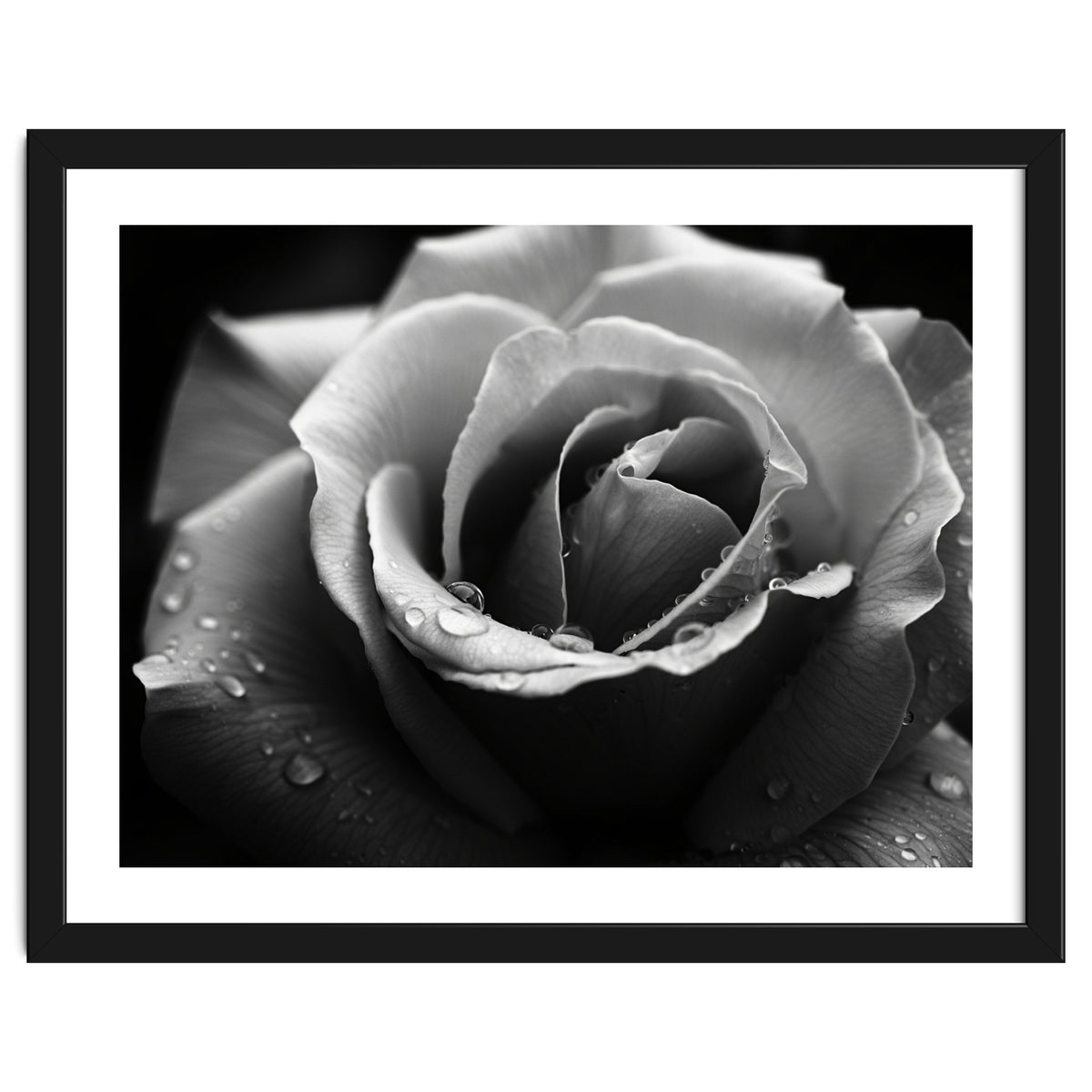 Ethereal Monochromatic Rose Petal Macro