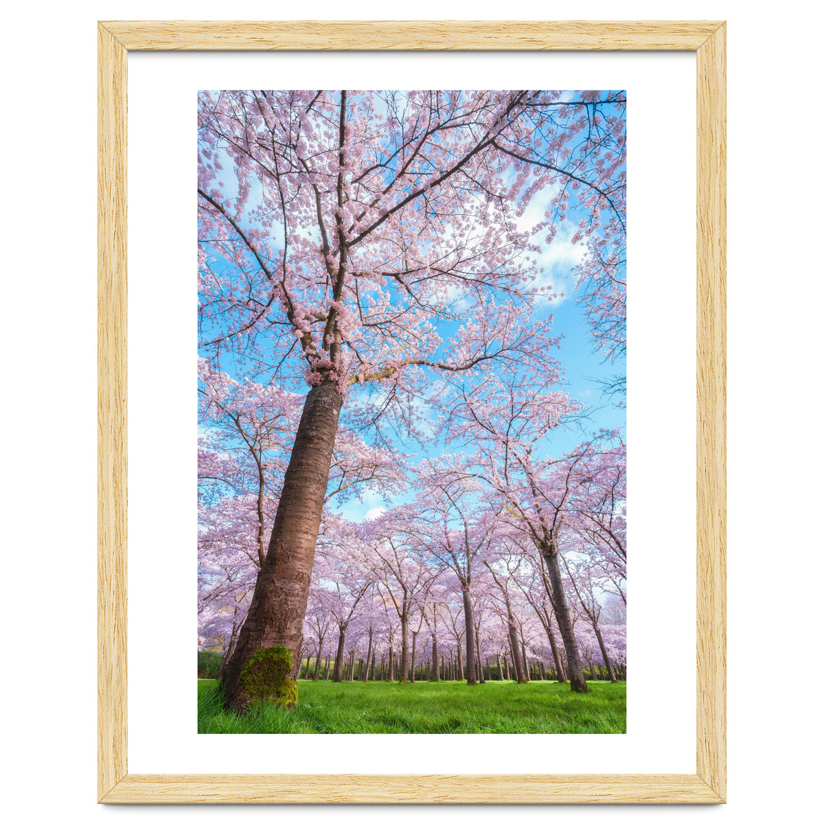 Spring in optima forma