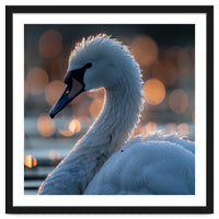 Close-up Shot of a Swan with Water Droplets