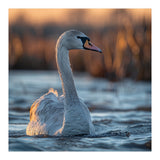 Elegant Swan Gliding On Water At Sunset (Print Only) thumbnail