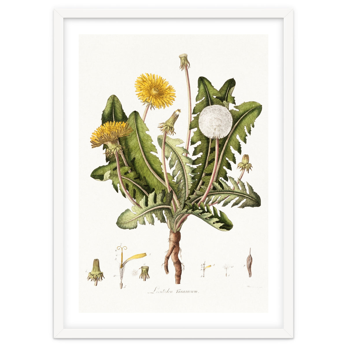 William Curtis – Dandelion (1777–1798)