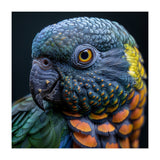 Close Up Portrait Of A Colorful Parrot's Face (Print Only) thumbnail