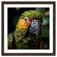 Close Up Of A Colorful Macaw Parrot Face