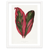 Alexander Francis Lydon & Benjamin Fawsett – Pink Dracaena Terminalis Leaf (1865) thumbnail