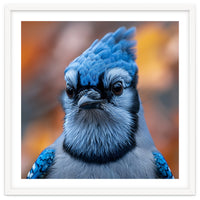 Close Up Blue Jay Bird With Detailed Feathers