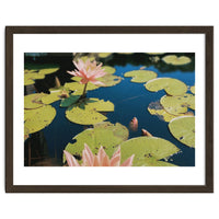 Lotus Pond | Landscape