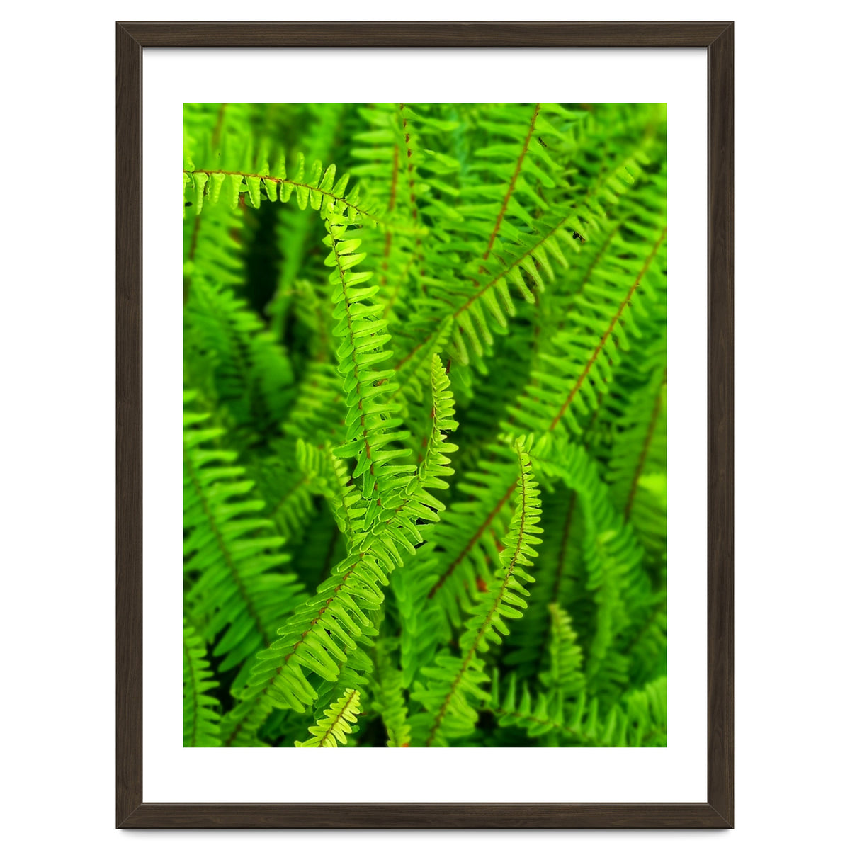 Green Ferns
