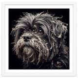 Old Dog 02 thumbnail