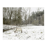 White horse in the snow field (Print Only) thumbnail