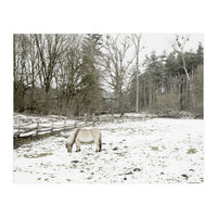 White horse in the snow field (Print Only)
