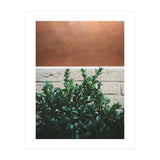 Plant + Copper (Print Only) thumbnail