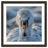Close Up Of A Swan In Frost Winter Bird Close Up thumbnail