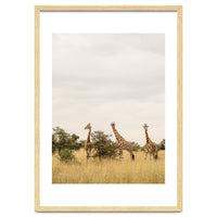 Giraffes in the Wild