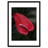 Red Anthurium Flower thumbnail