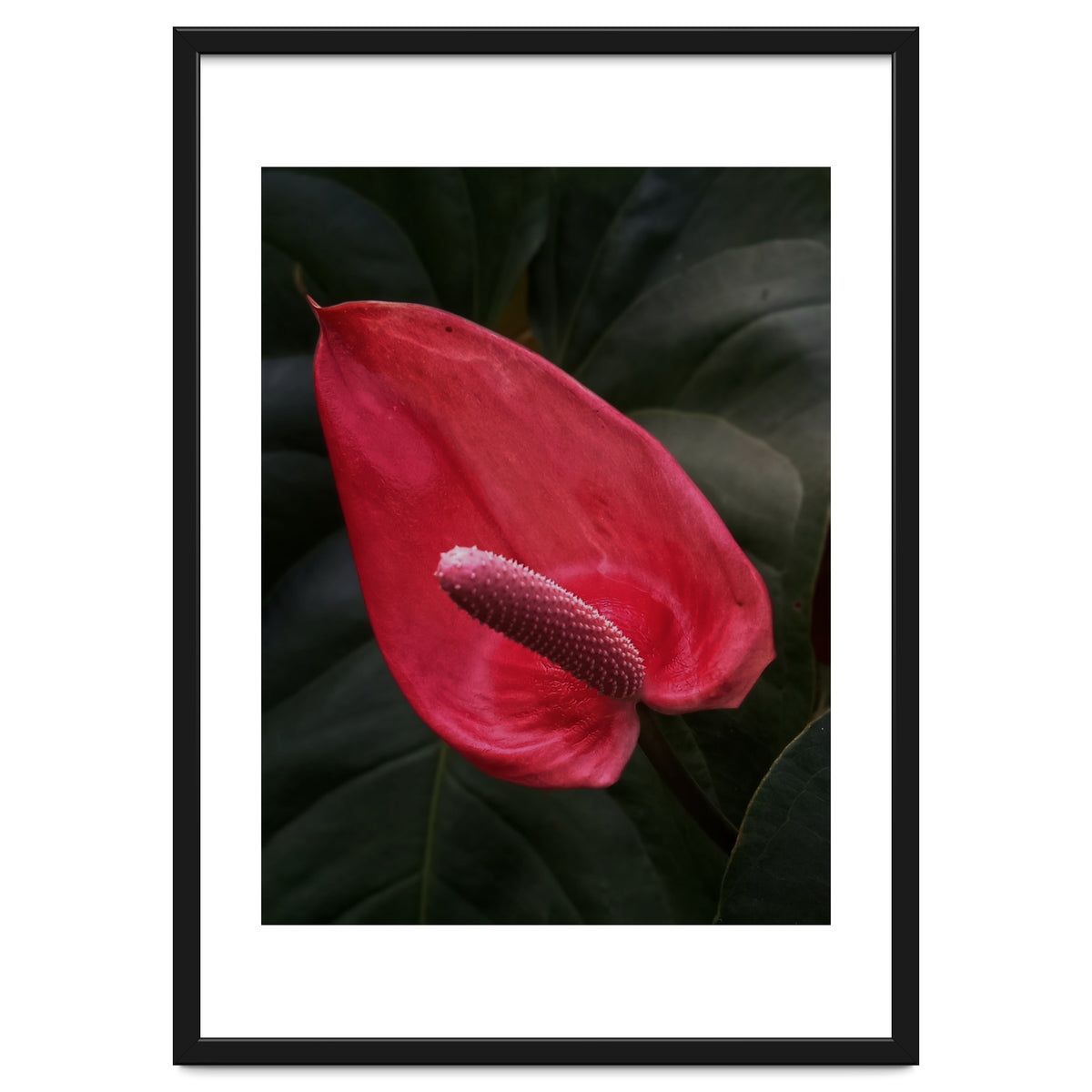 Red Anthurium Flower