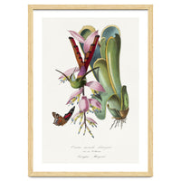 Paul Gervais – Hummingbird Painting (1842)