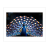 Close Up Peacock Showing Its Beautiful Feathers (Print Only) thumbnail