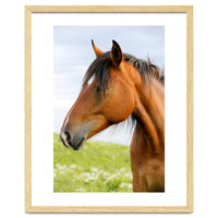 Horse Portrait