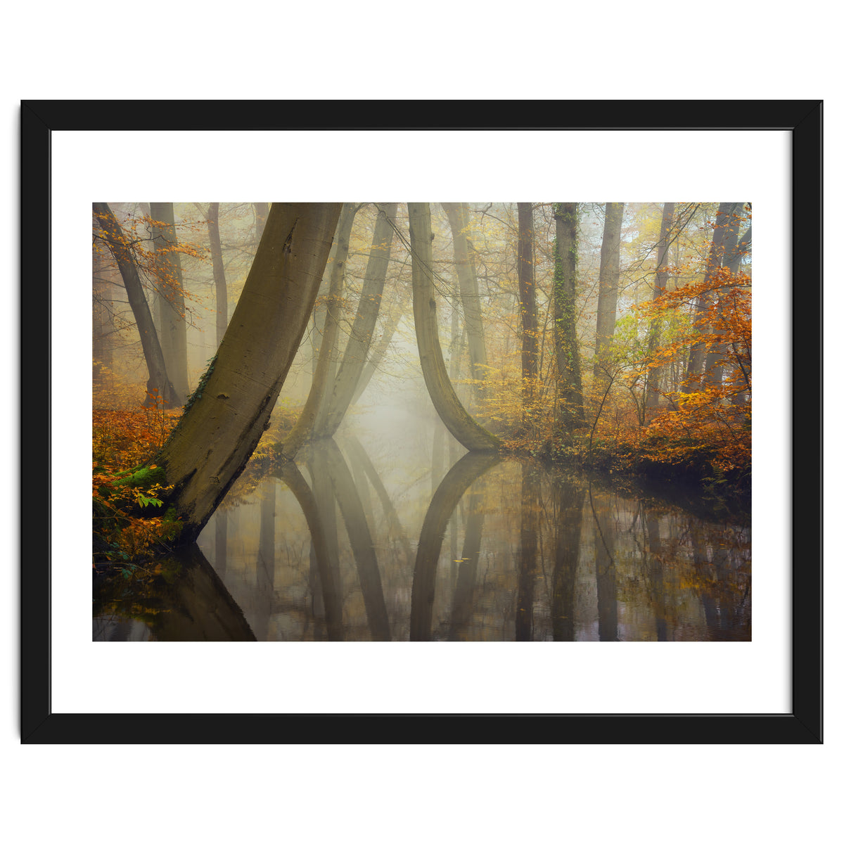 Bent trees in autumn