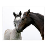 Two Horses (Print Only) thumbnail
