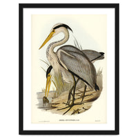 Elizabeth Gould – Great Grey Heron (Ardea leucophaea) | Birds of Australia Illustration
