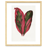 Alexander Francis Lydon & Benjamin Fawsett – Pink Dracaena Terminalis Leaf (1865) thumbnail