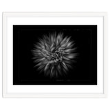 Backyard Flowers In Black And White No 20 Flow Version with Border thumbnail