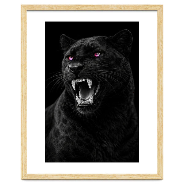 Black leopard with colorful eyes portrait