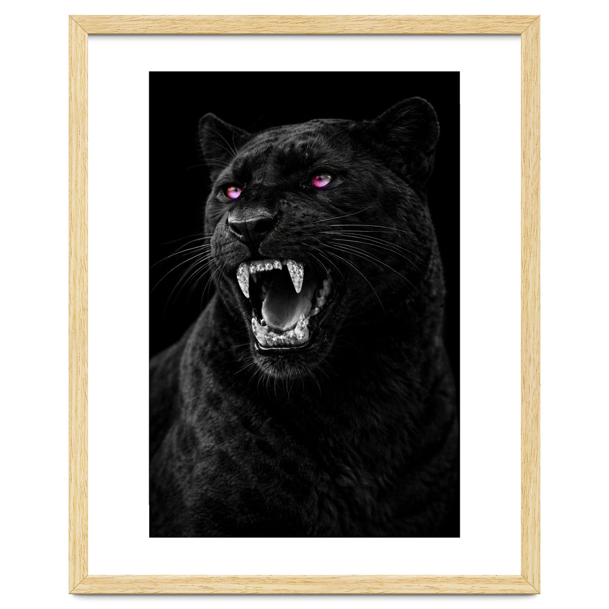 Black leopard with colorful eyes portrait