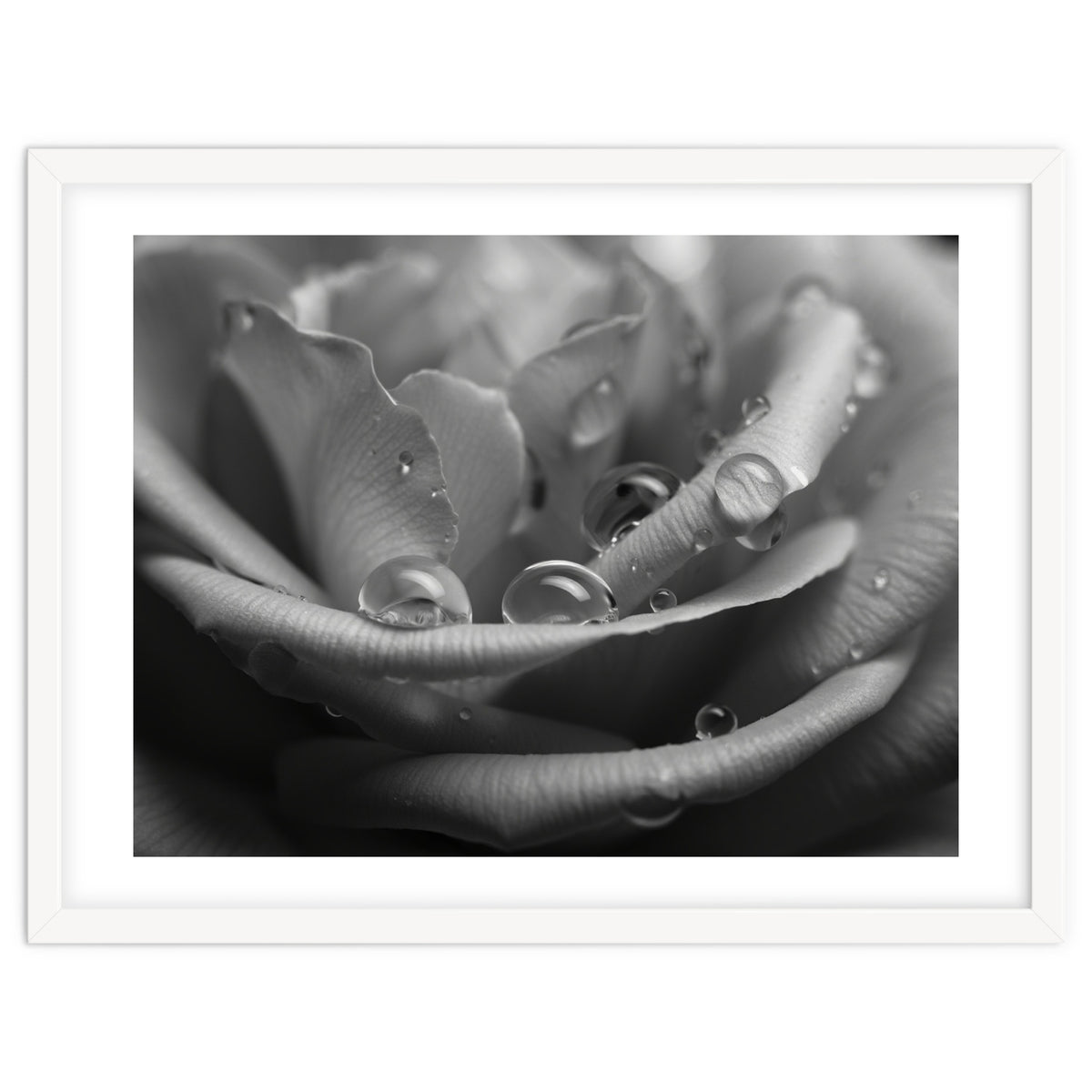 Ethereal Monochromatic Rose Petal Macro