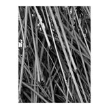 Black Tectorius Plant Shoots Art (Print Only) thumbnail