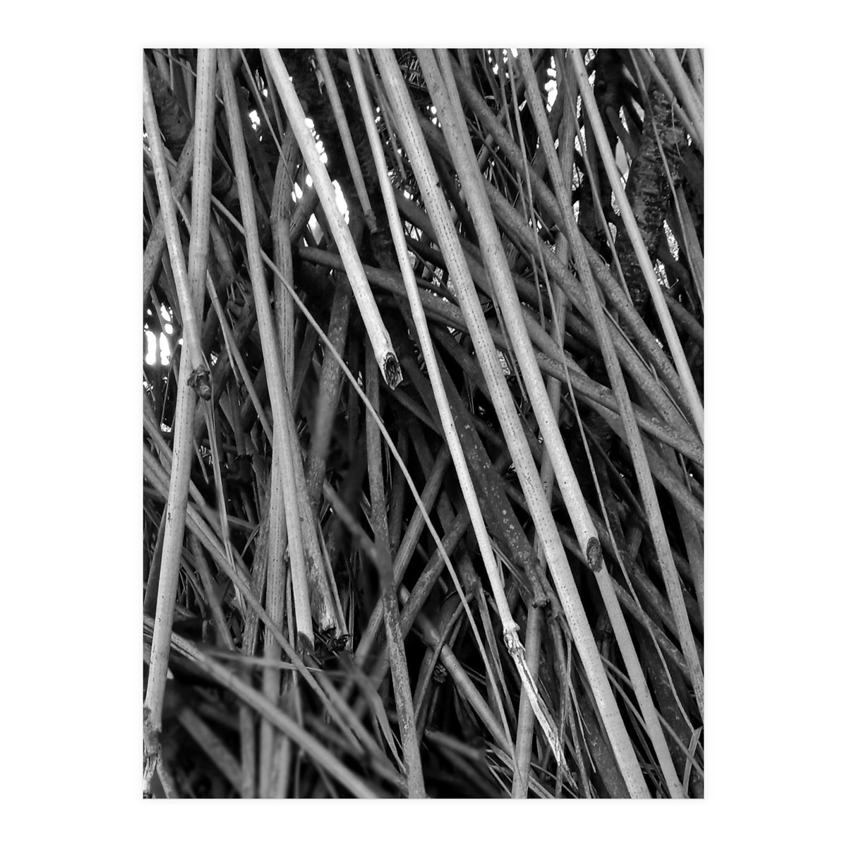 Black Tectorius Plant Shoots Art (Print Only)