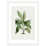 Areca Palm (Hand Drawn Botanical Illustration) thumbnail