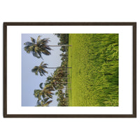 The Paddy Fields of Kerala, South India