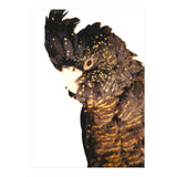 Black Cockatoo  (Print Only) thumbnail