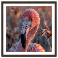 Close Up Of A Pink Flamingo Head In Sunlight
