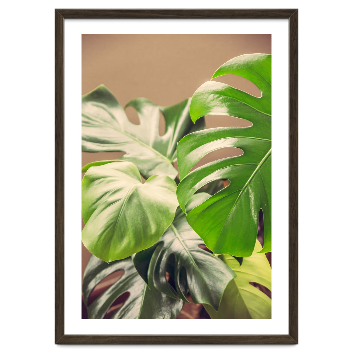 Monstera Mix