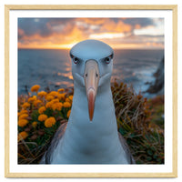 Albatross Bird With Intense Gaze By The Sea
