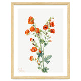 Mary Vaux Walcott – Scarlet Globe Mallow (Sphaeralcea grossulariaefolia) (1927) thumbnail