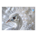 Close-up of a White Peacock (Print Only) thumbnail