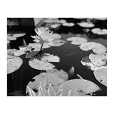 Lotus Pond | Black & White Landscape (Print Only) thumbnail