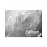 Ethereal Monochromatic Peony Petal Macro (Print Only) thumbnail