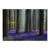Bluebell forest (Print Only) thumbnail