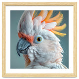 Salmon Crested Cockatoo Close Up Portrait thumbnail